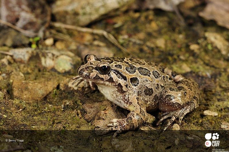 Discoglossus galganoi