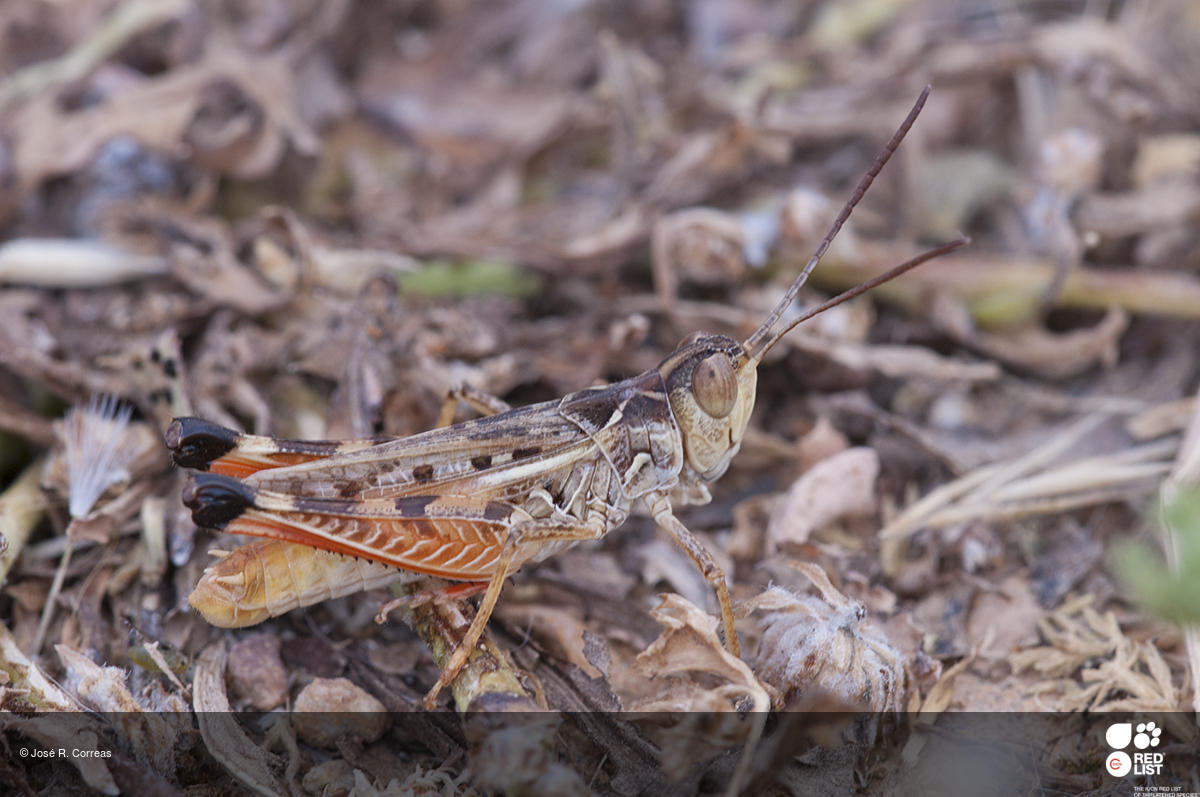 Dociostaurus hispanicus