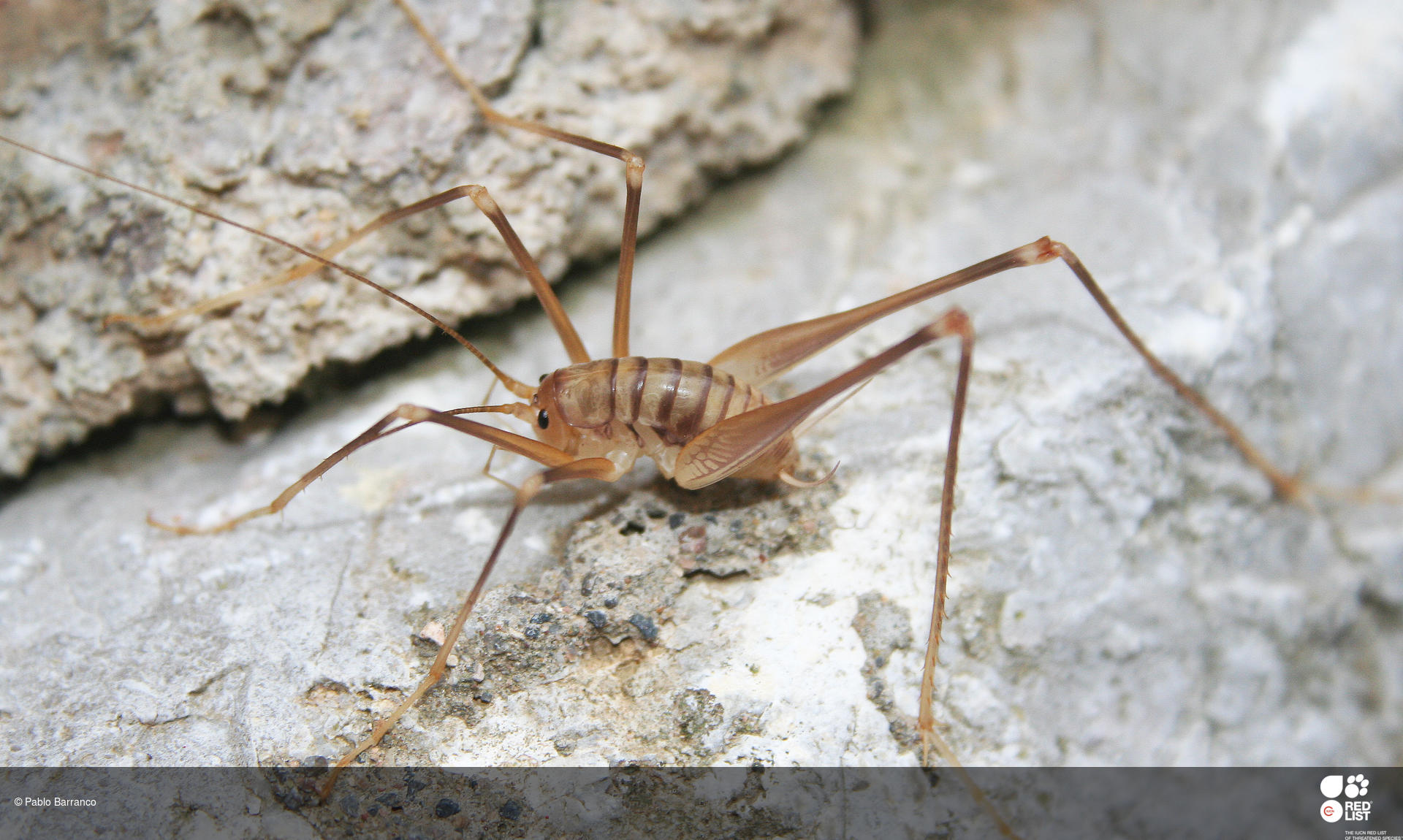 Dolichopoda bolivari