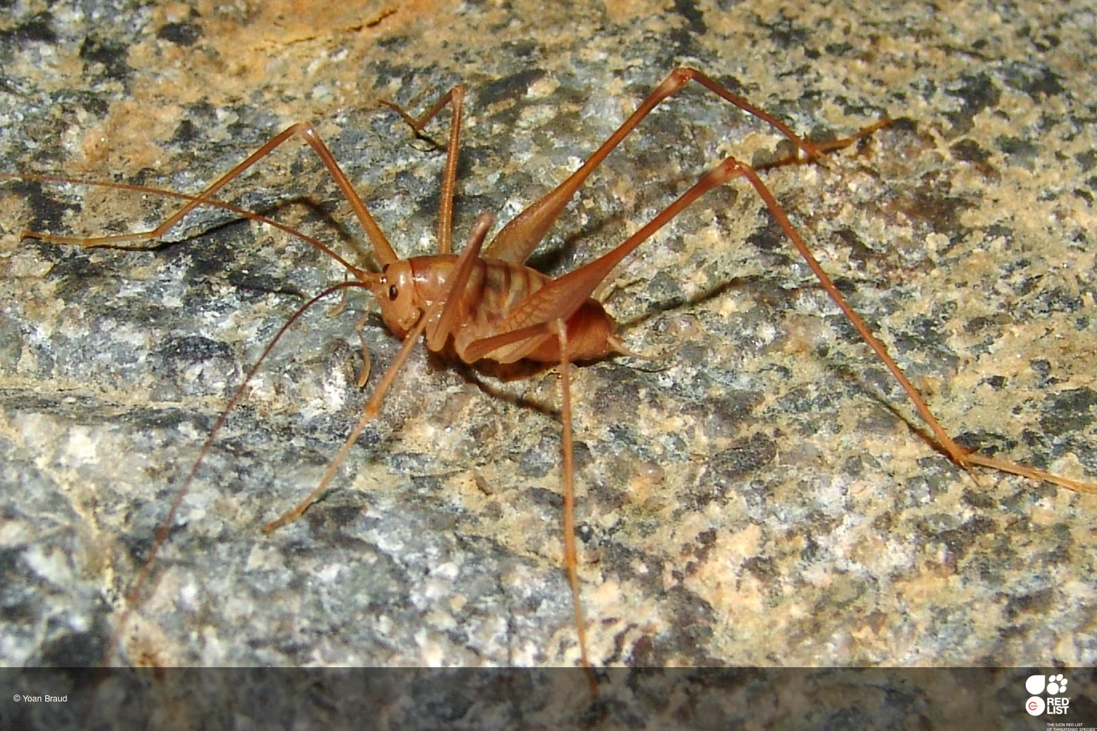 Dolichopoda linderii
