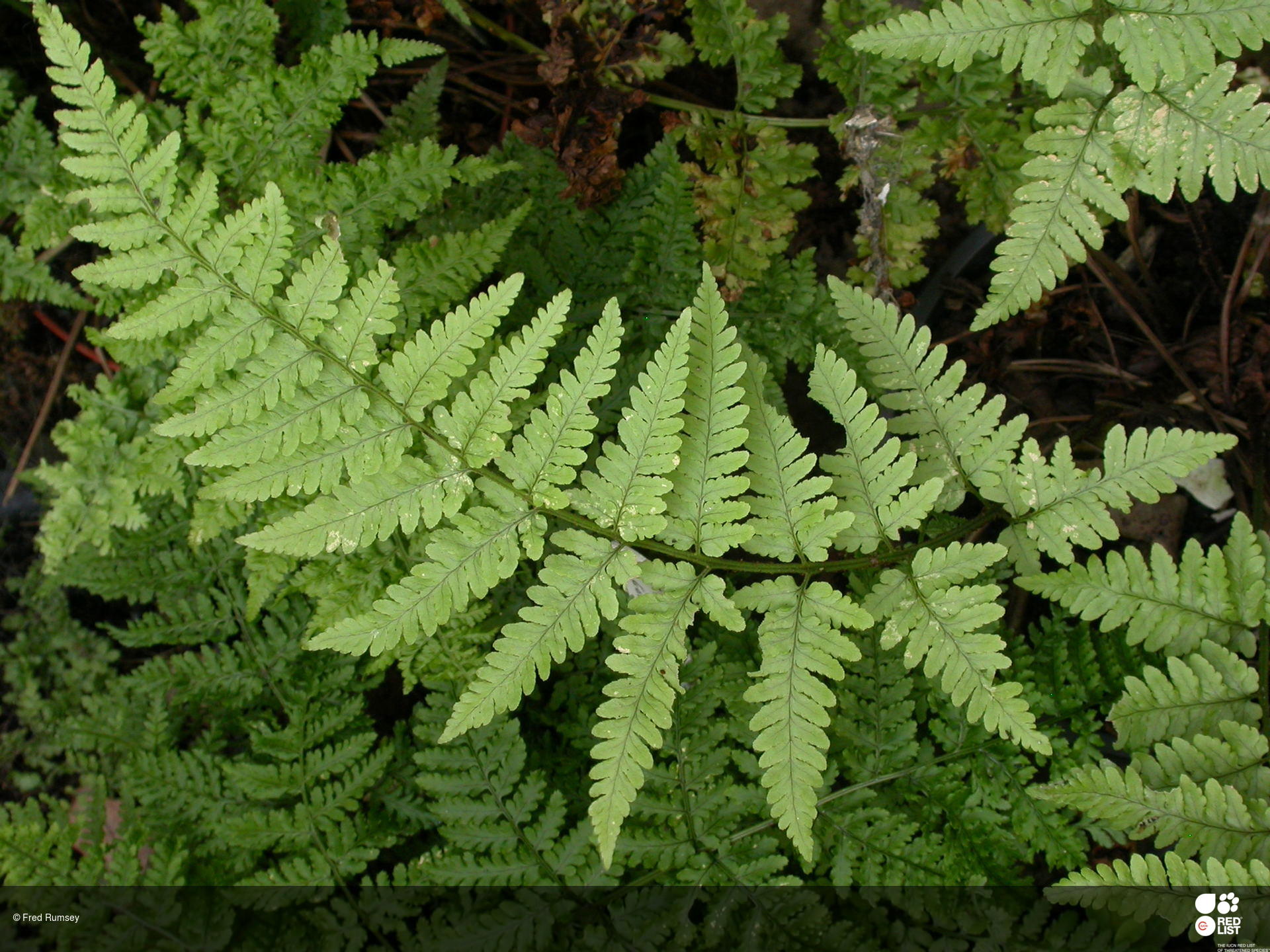 Dryopteris corleyi