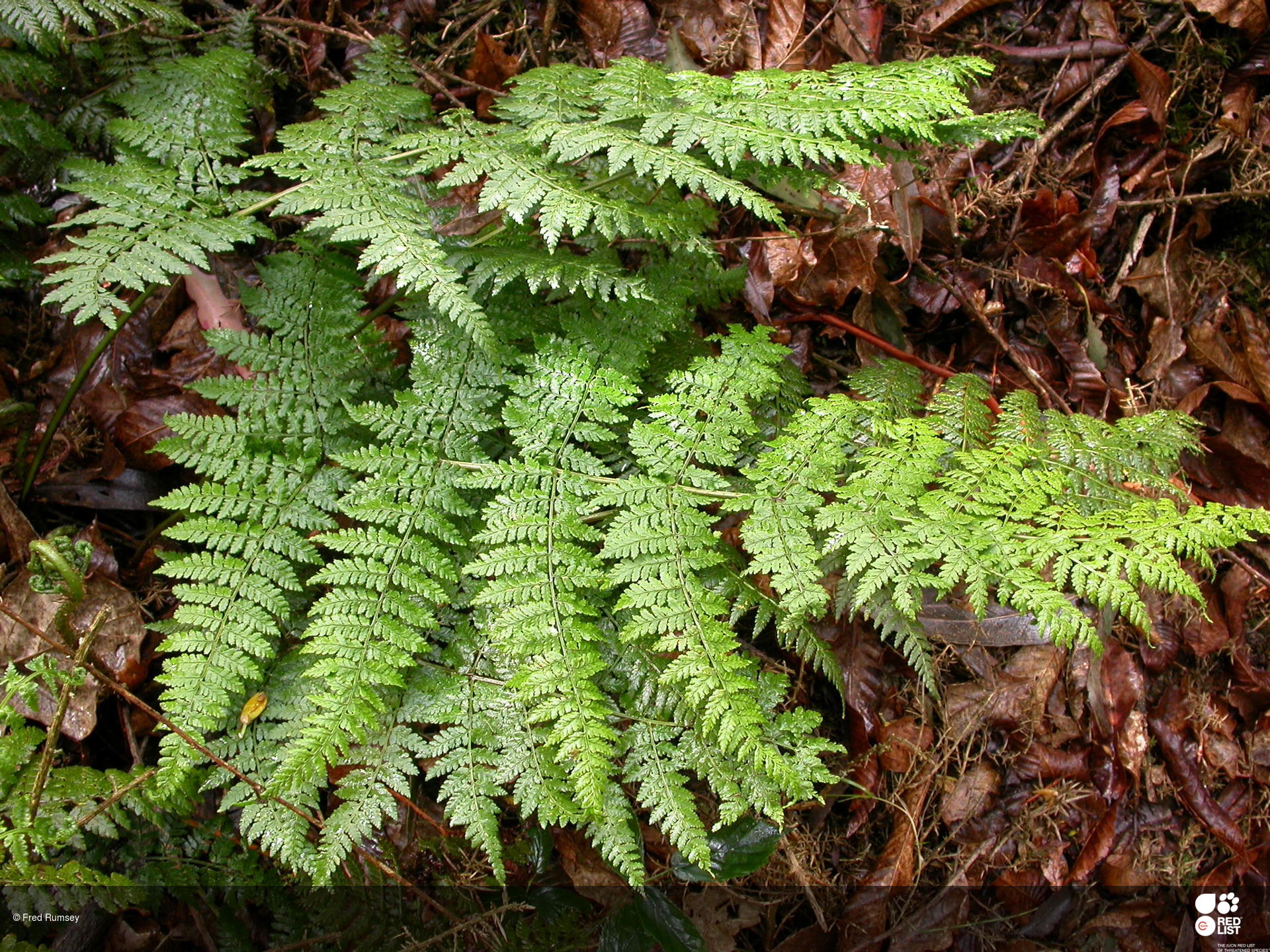 Dryopteris guanchica