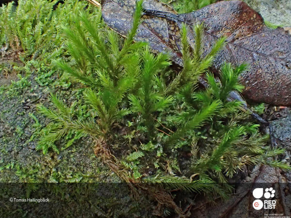 Echinodium spinosum