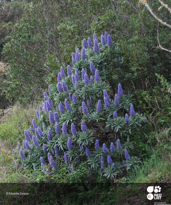 Echium acanthocarpum