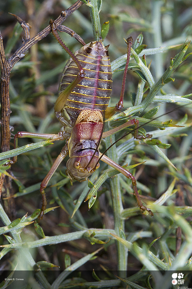 Ephippigerida asella