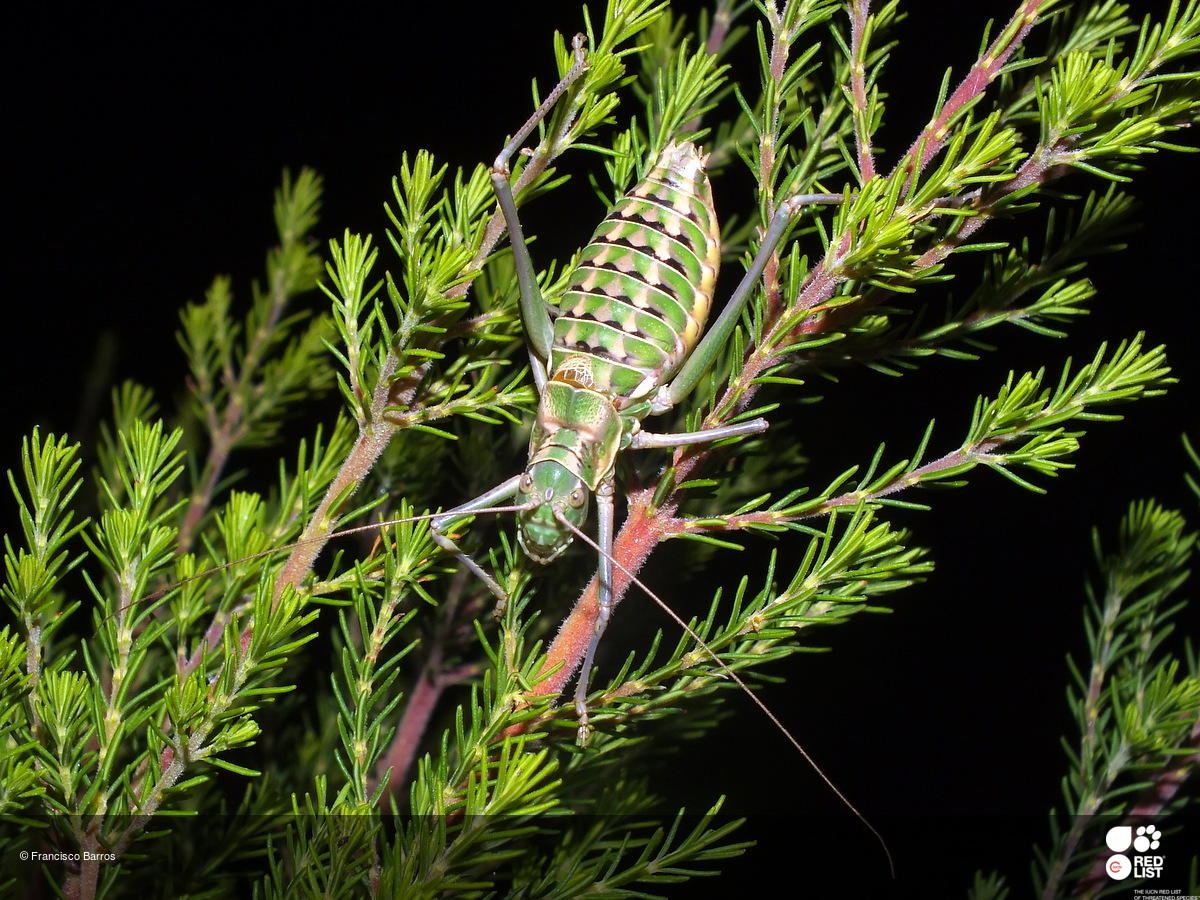 Ephippigerida diluta