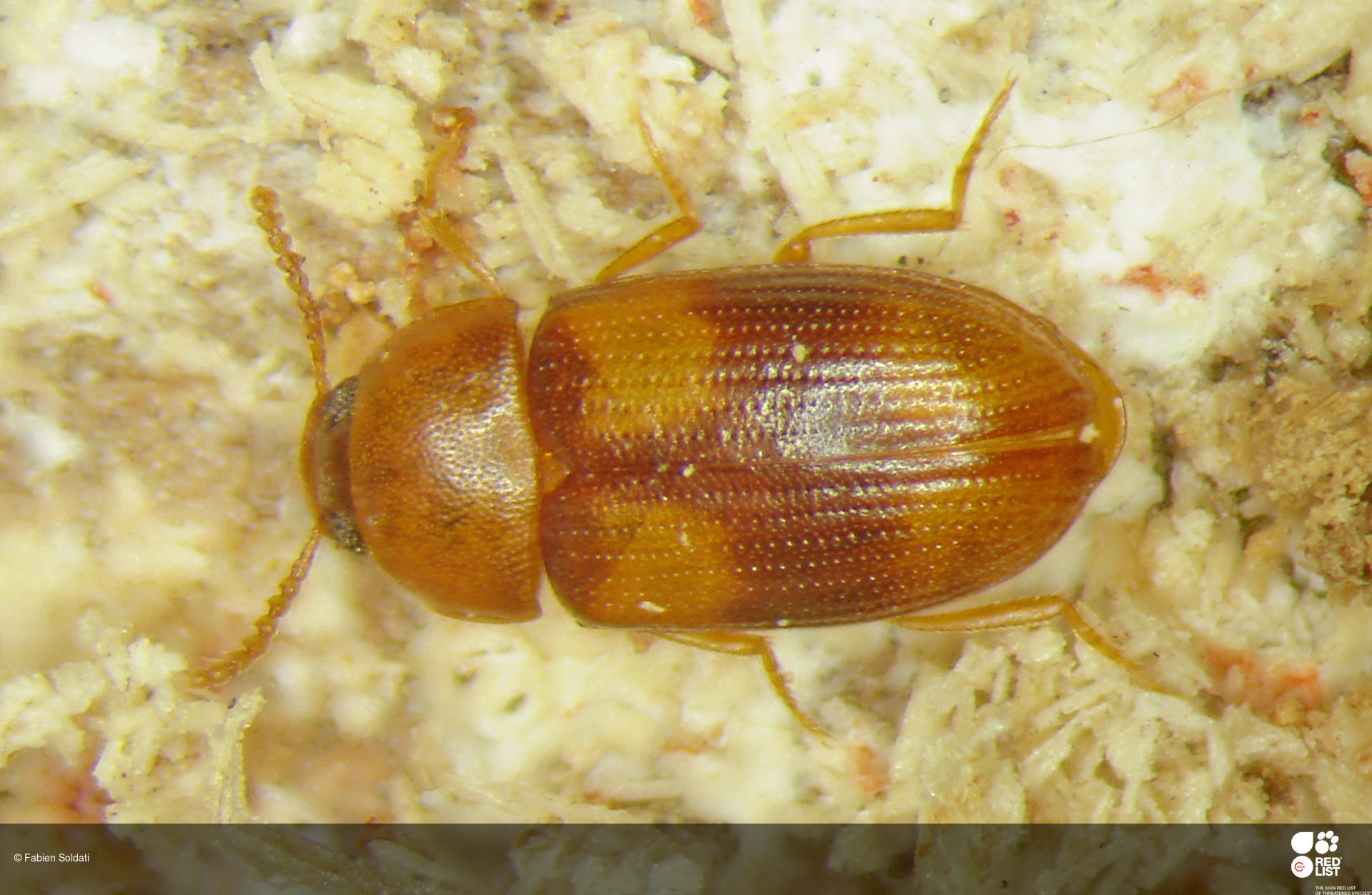 Alphitophagus carteianus