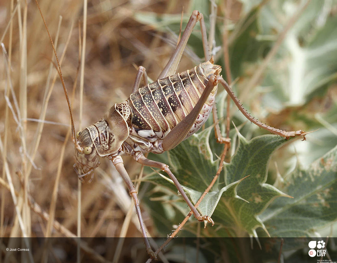 Ephippigerida laserena
