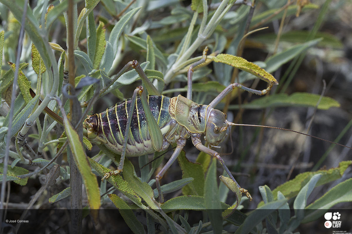 Ephippigerida pantingana