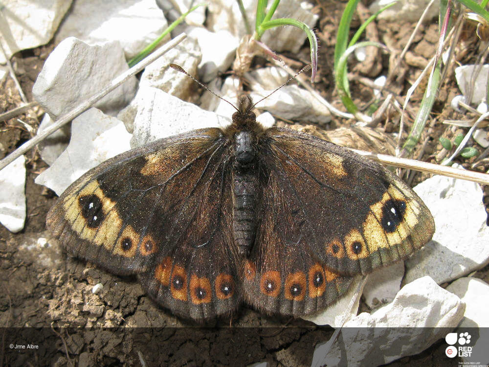 Erebia epistygne