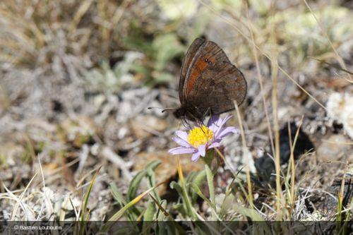 Erebia gorgone