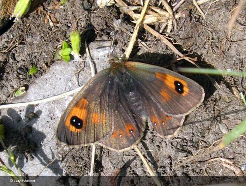Erebia hispania