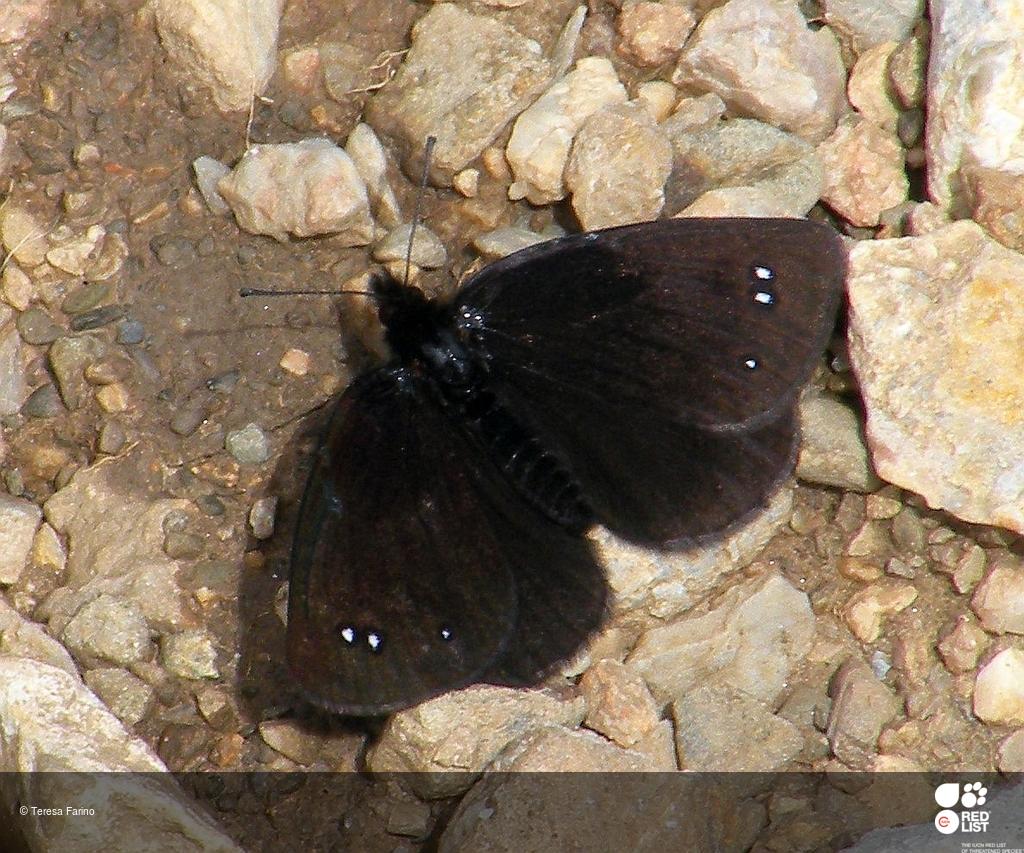 Erebia lefebvrei
