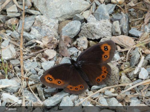 Erebia palarica