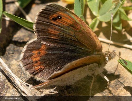 Erebia rondoui