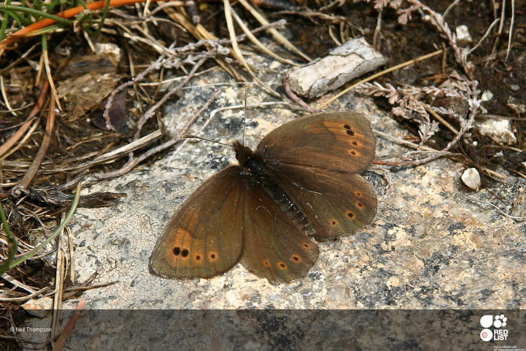 Erebia sthennyo
