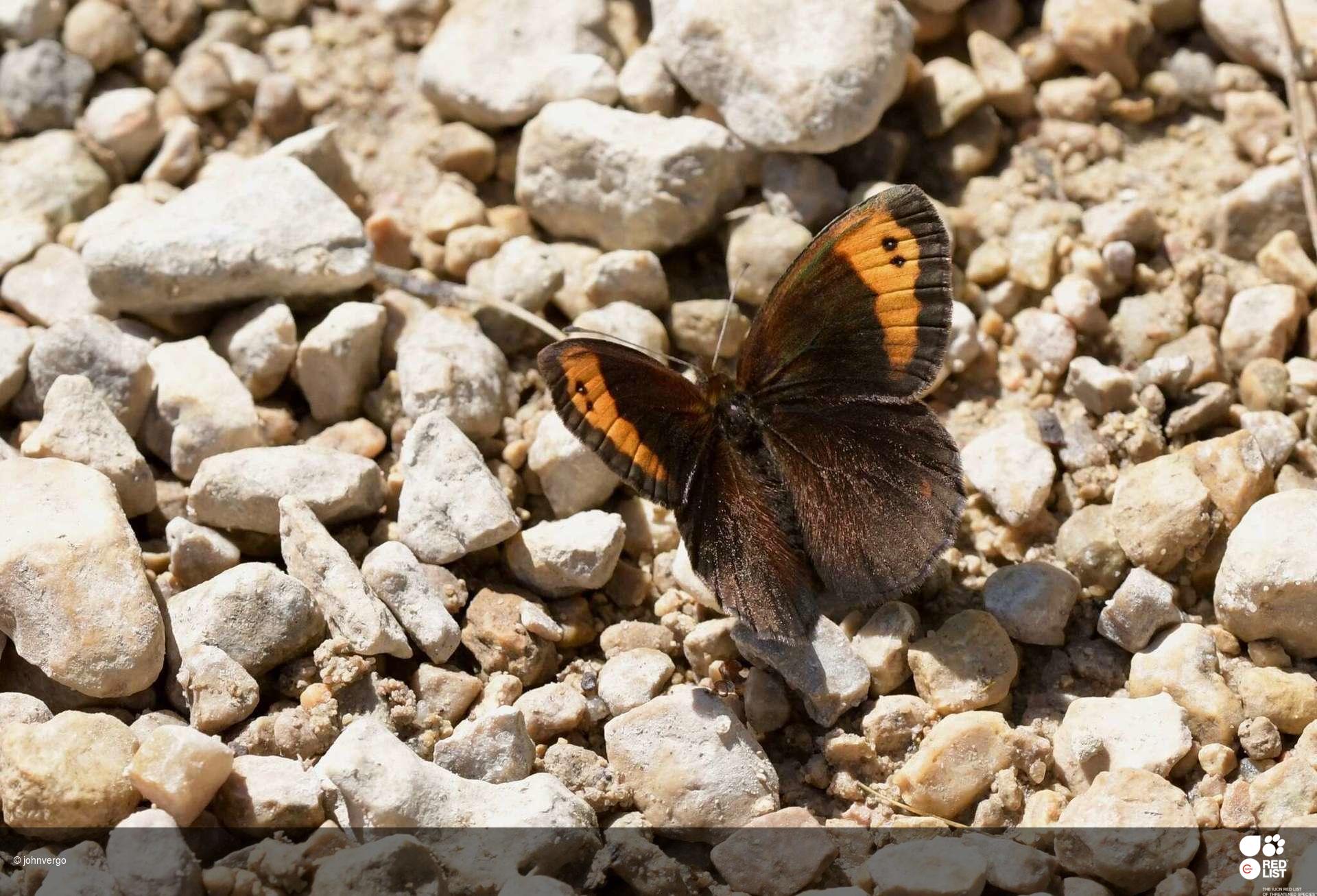 Erebia zapateri