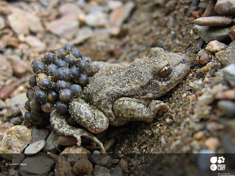 Alytes almogavarii