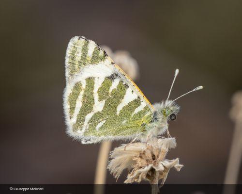 Euchloe eversi