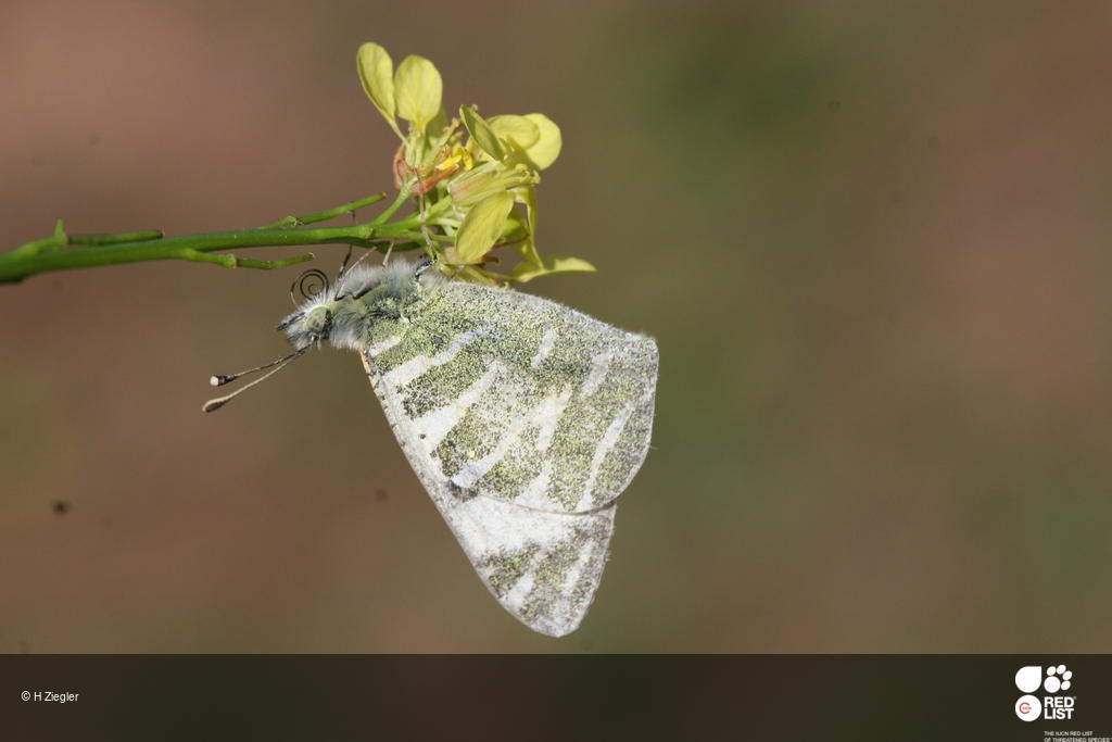 Euchloe grancanariensis