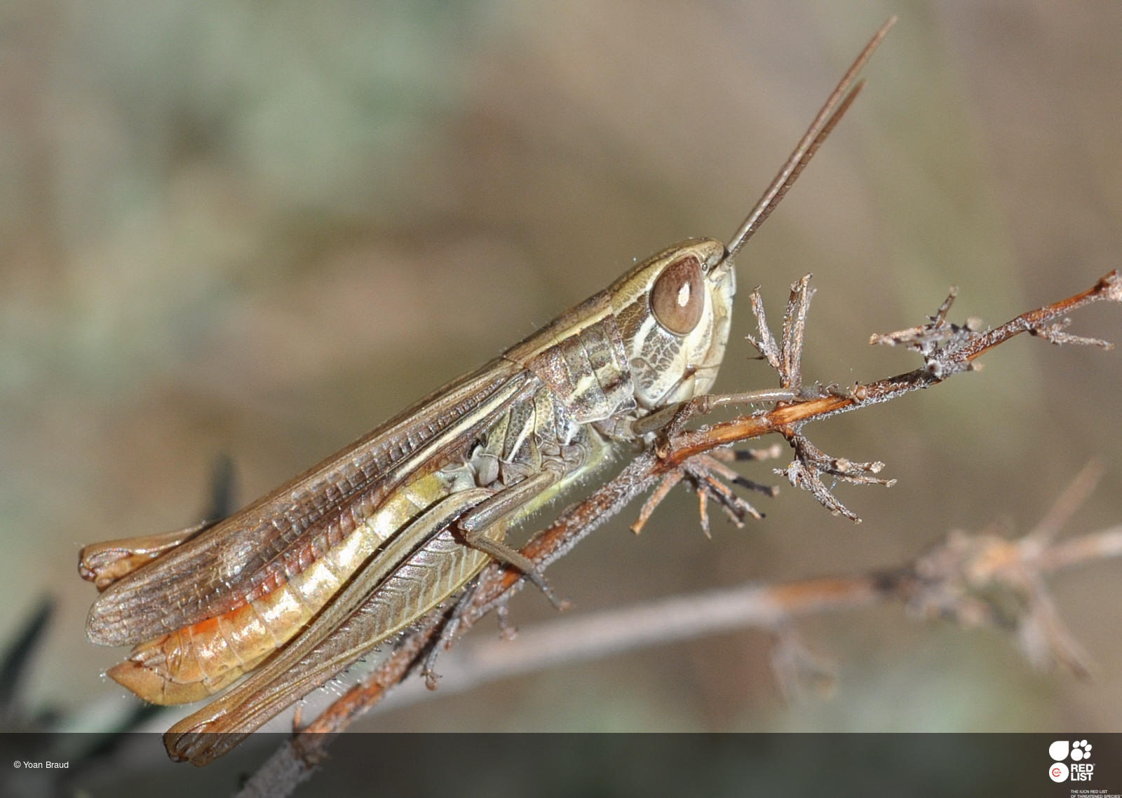 Euchorthippus chopardi