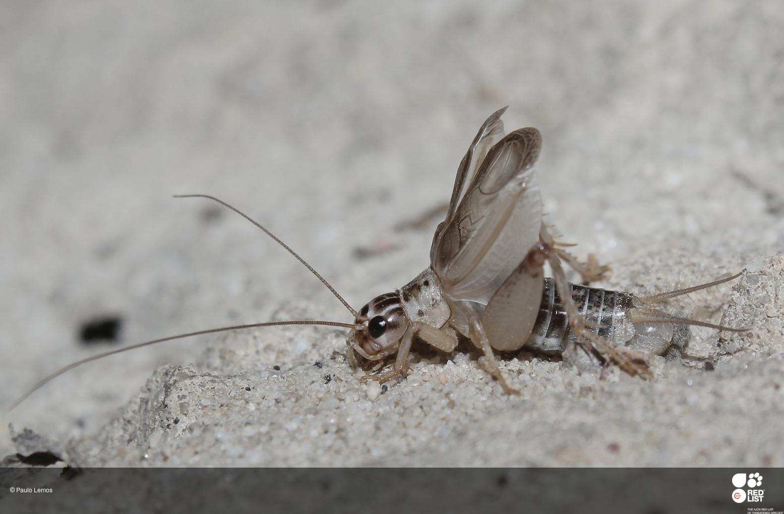 Eugryllodes escalerae