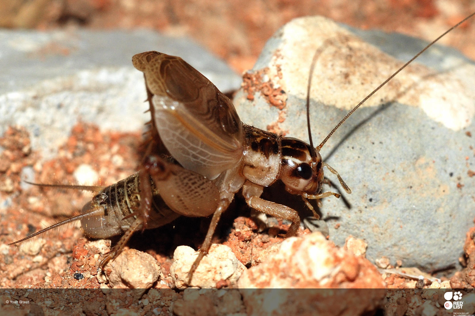 Eugryllodes pipiens