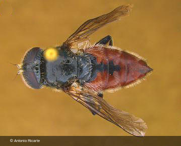 Eumerus azabense