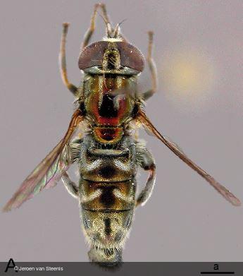 Eumerus bifurcatus