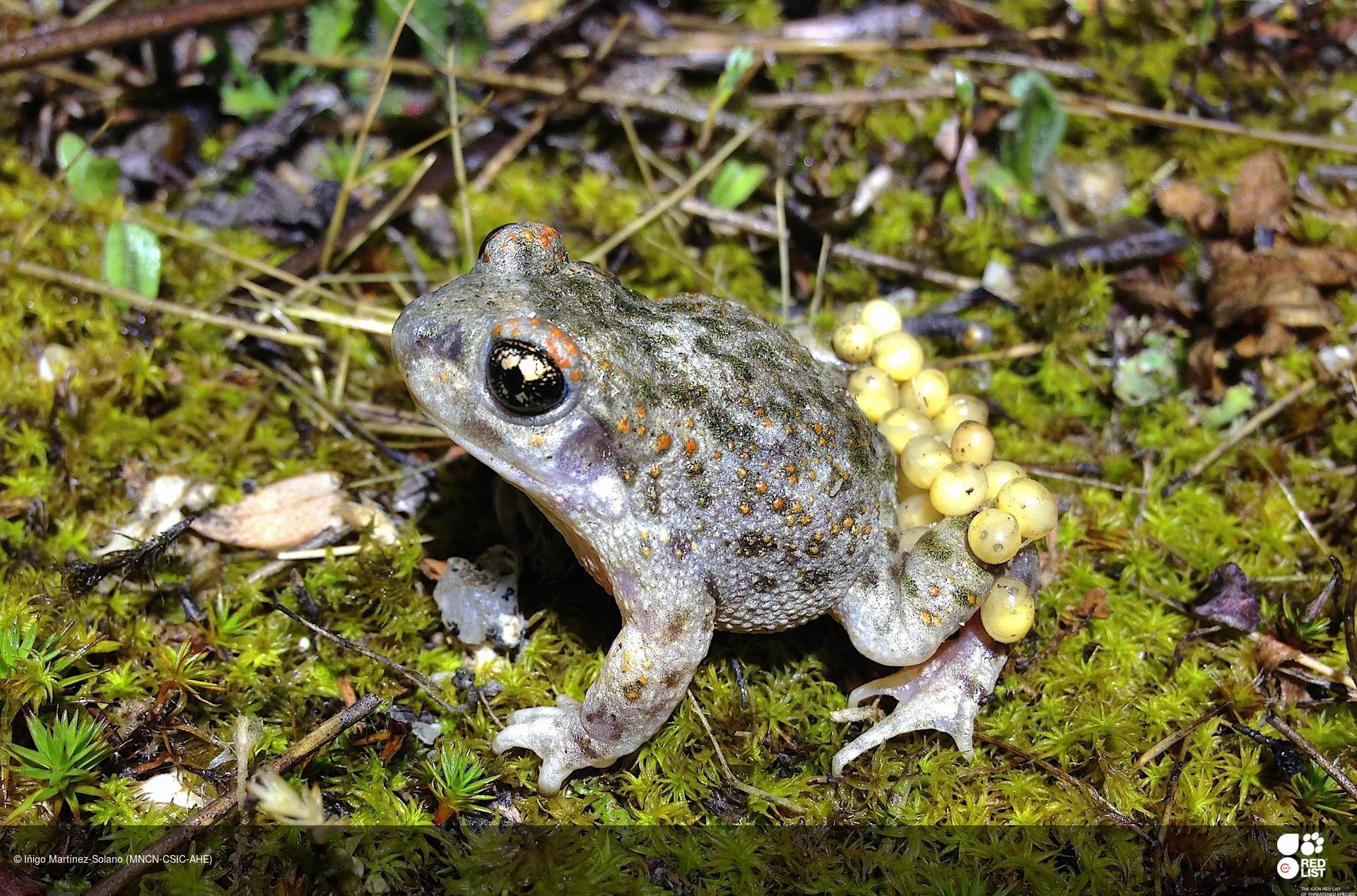 Alytes cisternasii