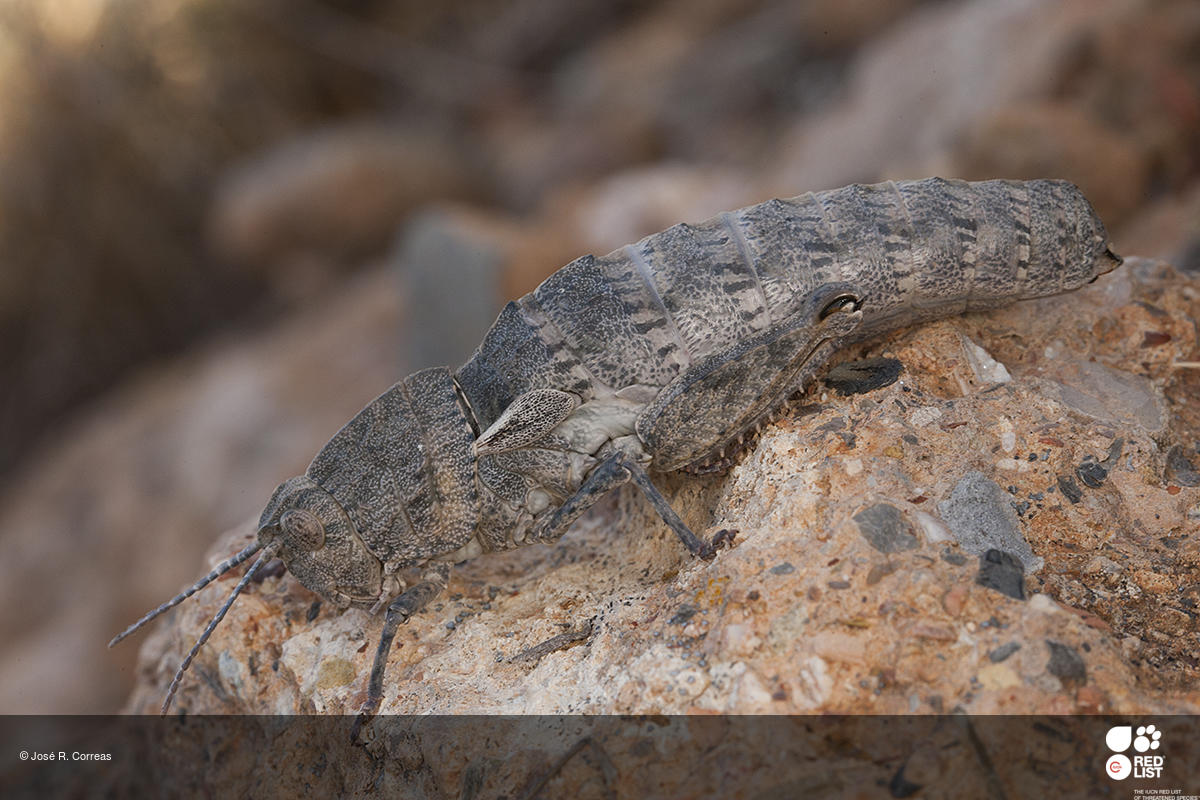 Eumigus cucullatus