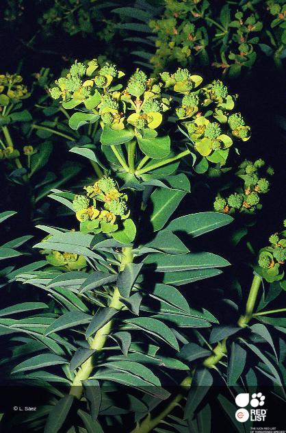 Euphorbia margalidiana