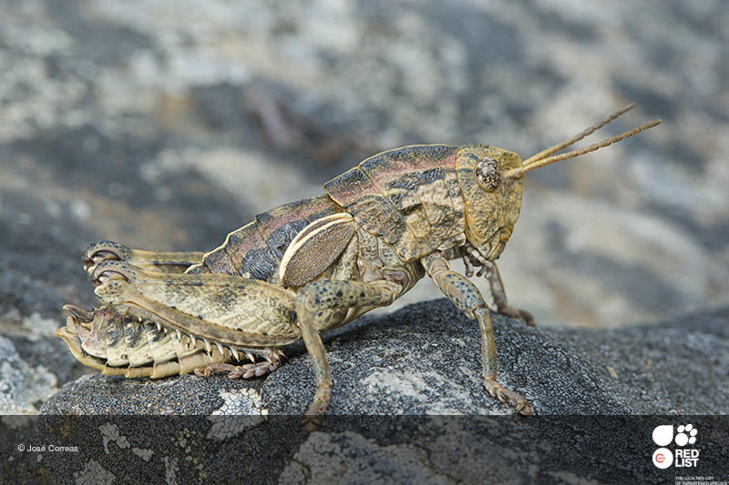 Euryparyphes terrulentus