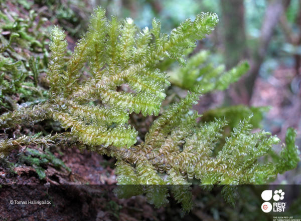 Exsertotheca intermedia