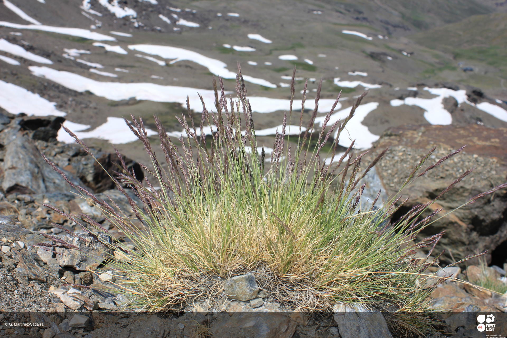 Festuca clementei