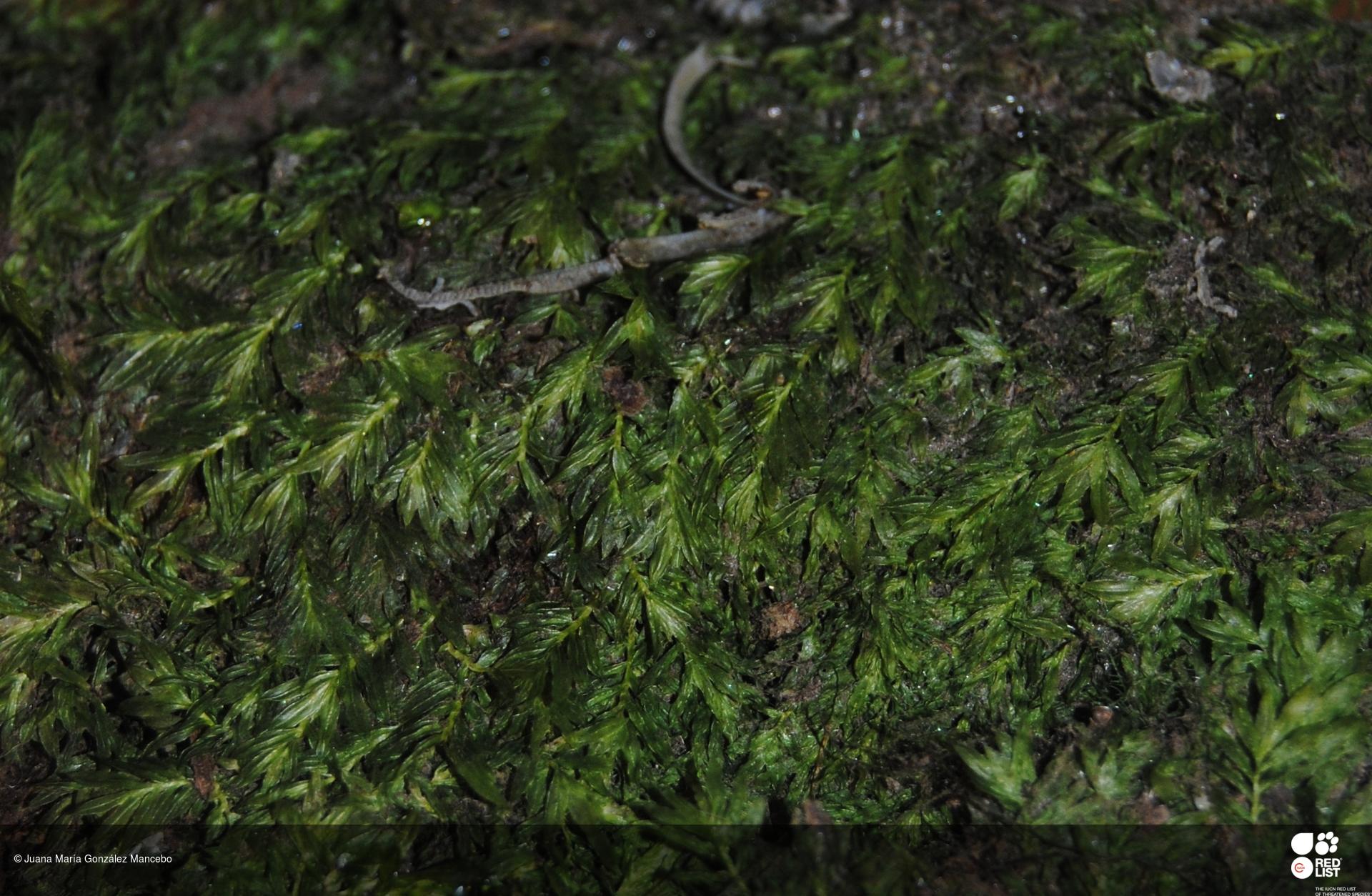 Fissidens coacervatus