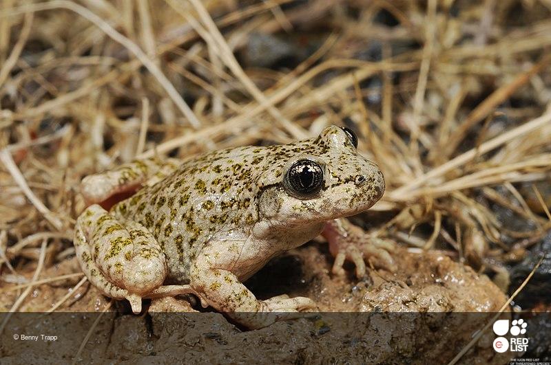 Alytes dickhilleni