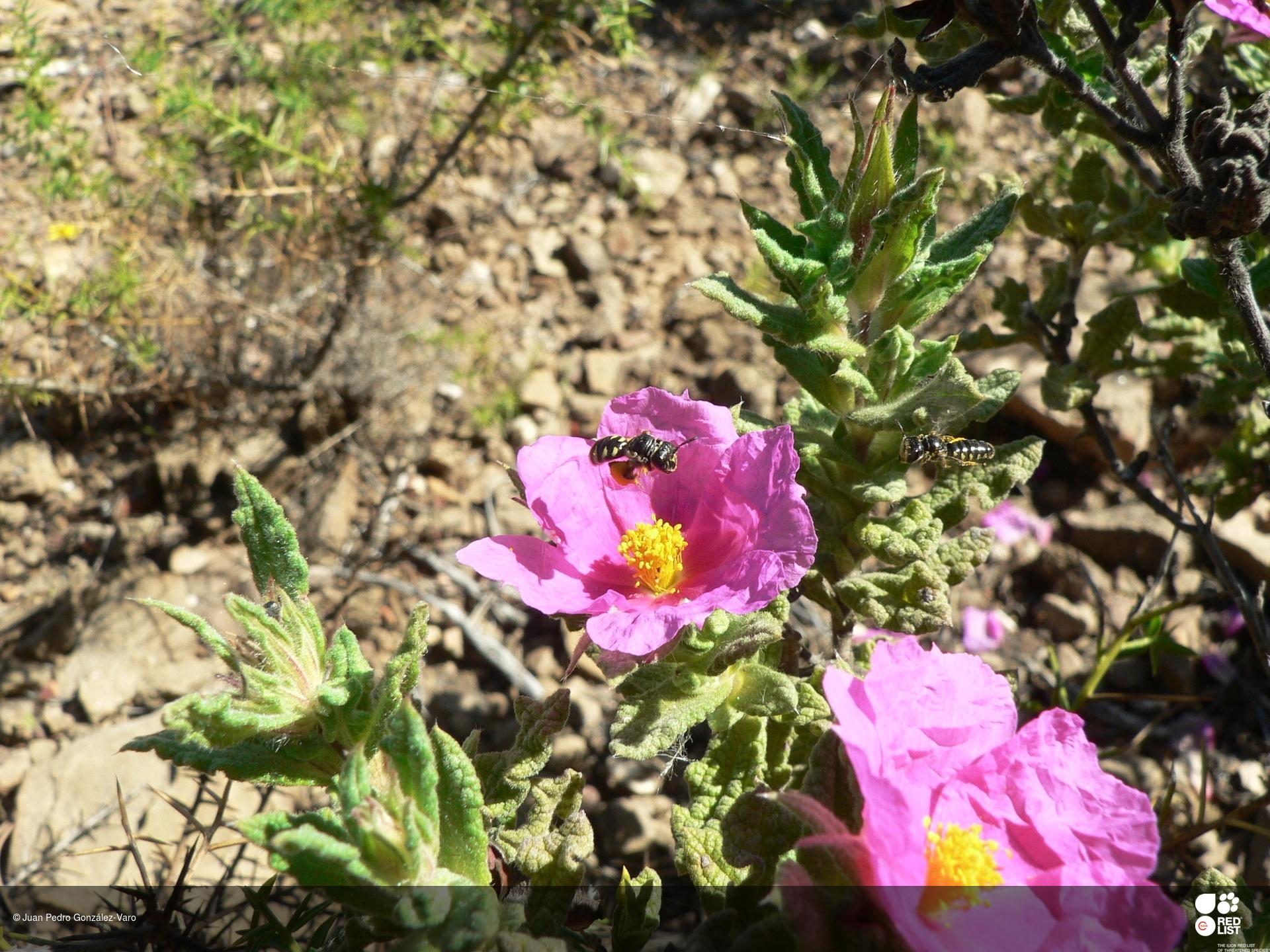 Flavipanurgus venustus