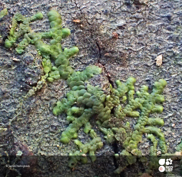 Frullania polysticta