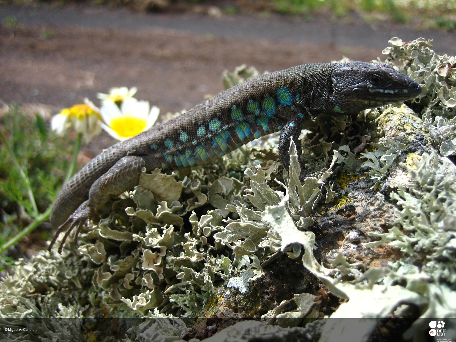 Gallotia atlantica