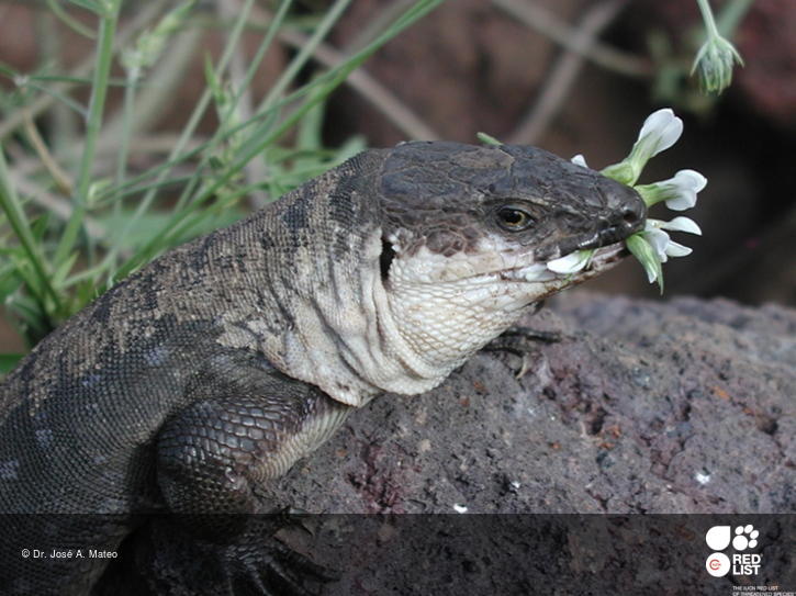 Gallotia bravoana
