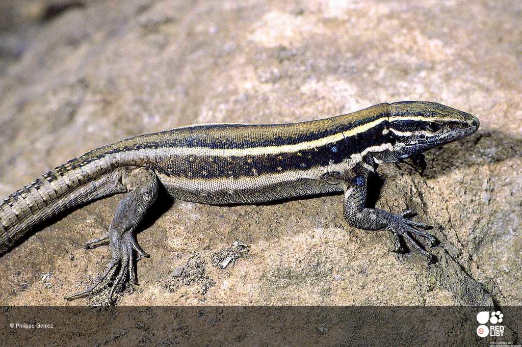 Gallotia caesaris