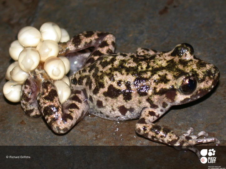 Alytes muletensis