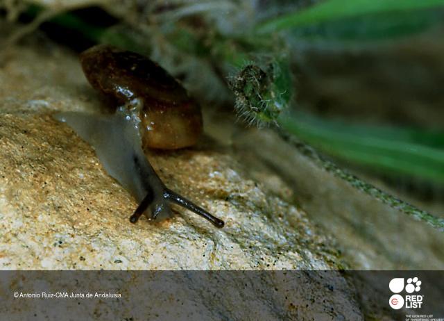 Gasullia cobosi