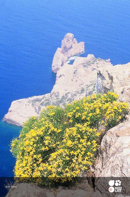 Genista dorycnifolia