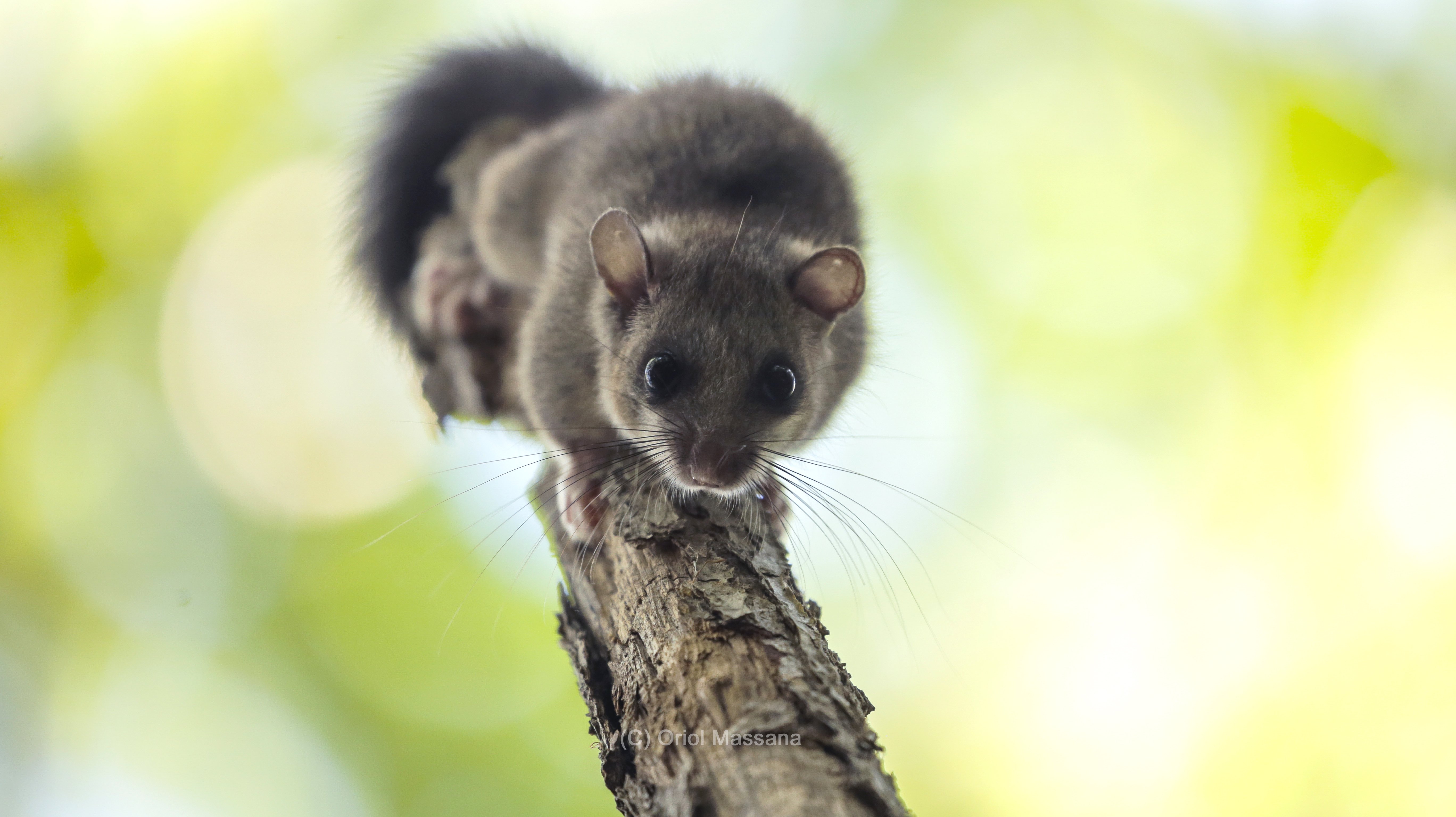 Glis glis