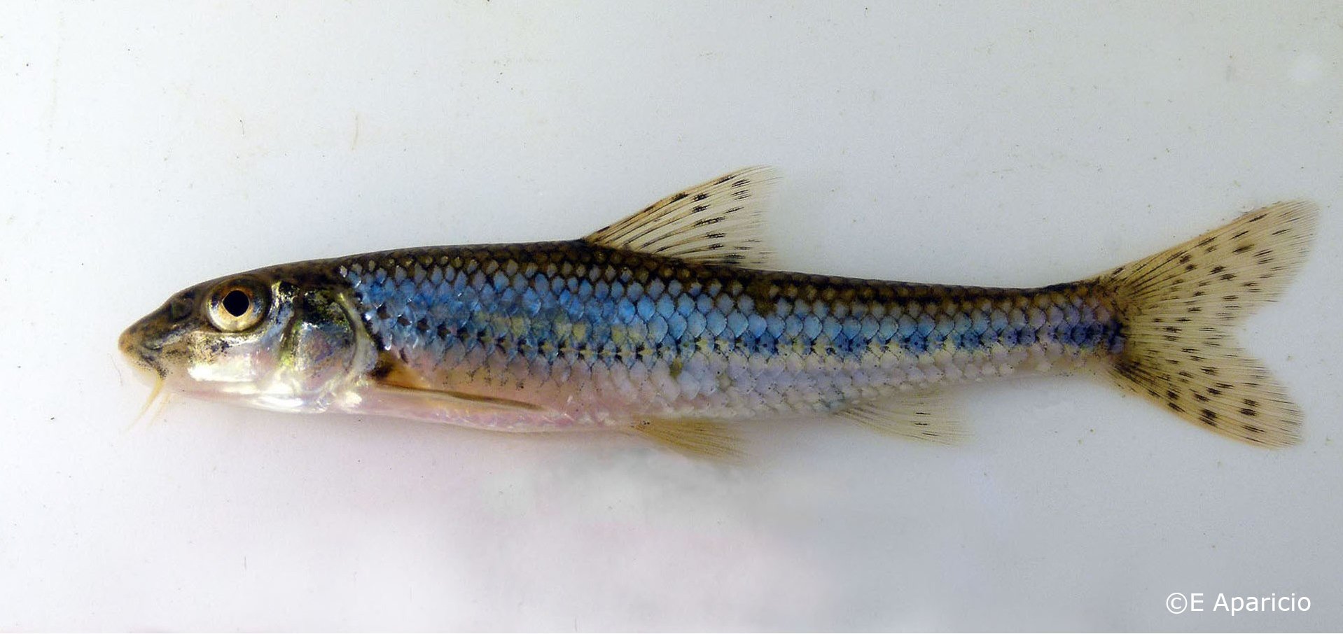 Gobio occitaniae