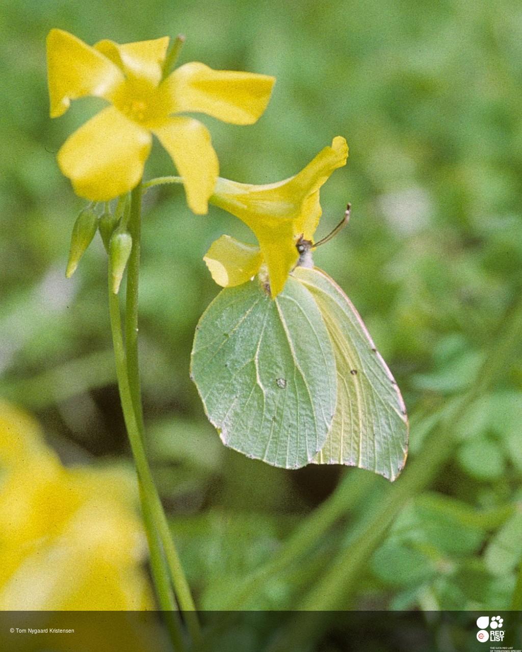 Gonepteryx cleobule