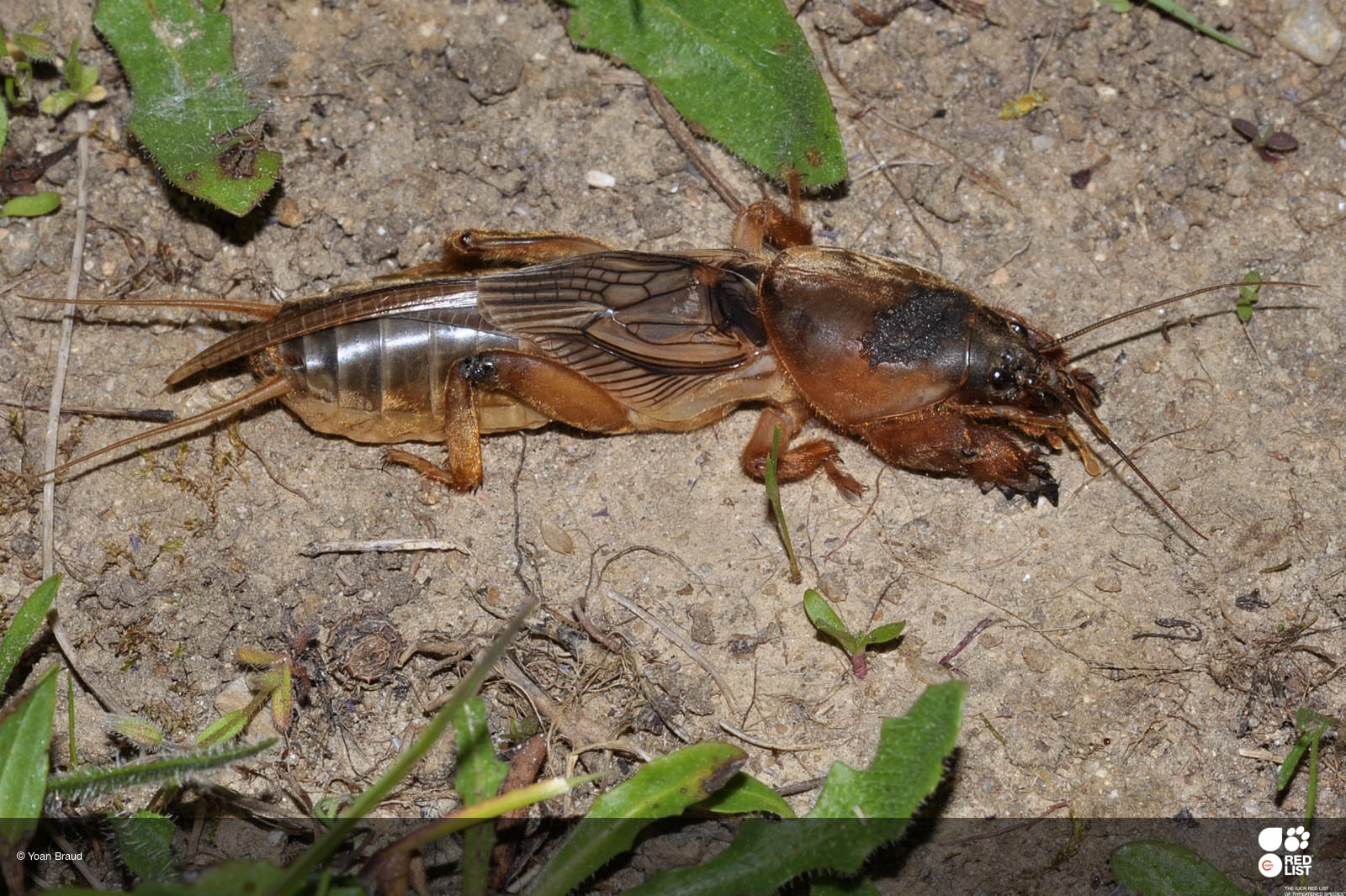Gryllotalpa vineae