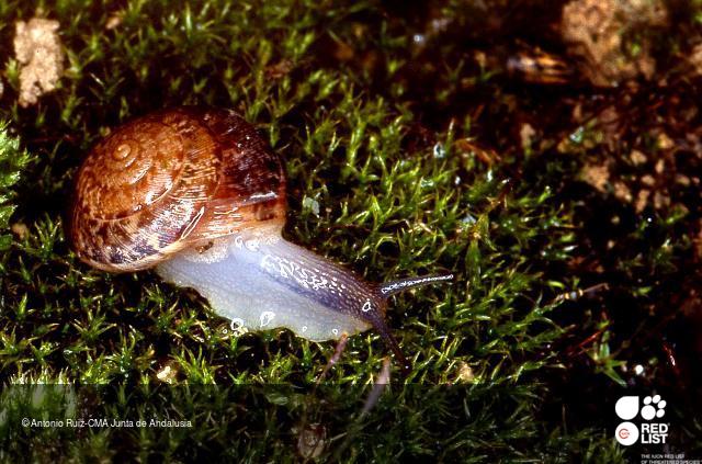 Helicella cistorum